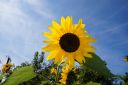 Sunflower_-_resized.jpg