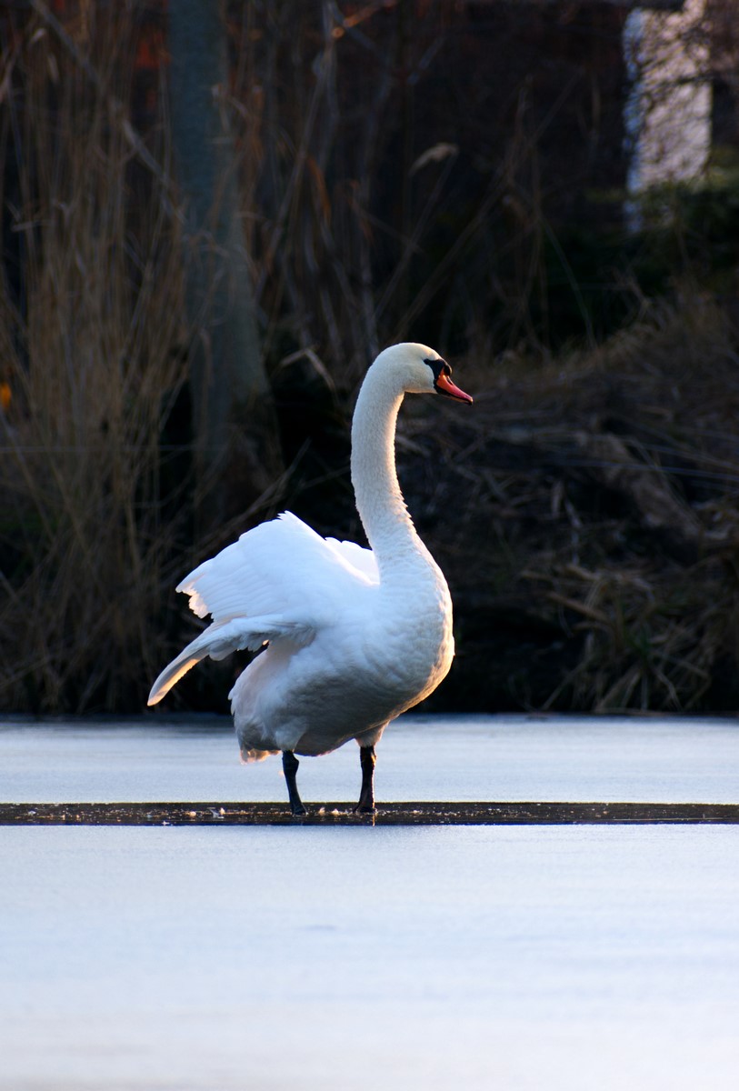 DSC_4876.jpg