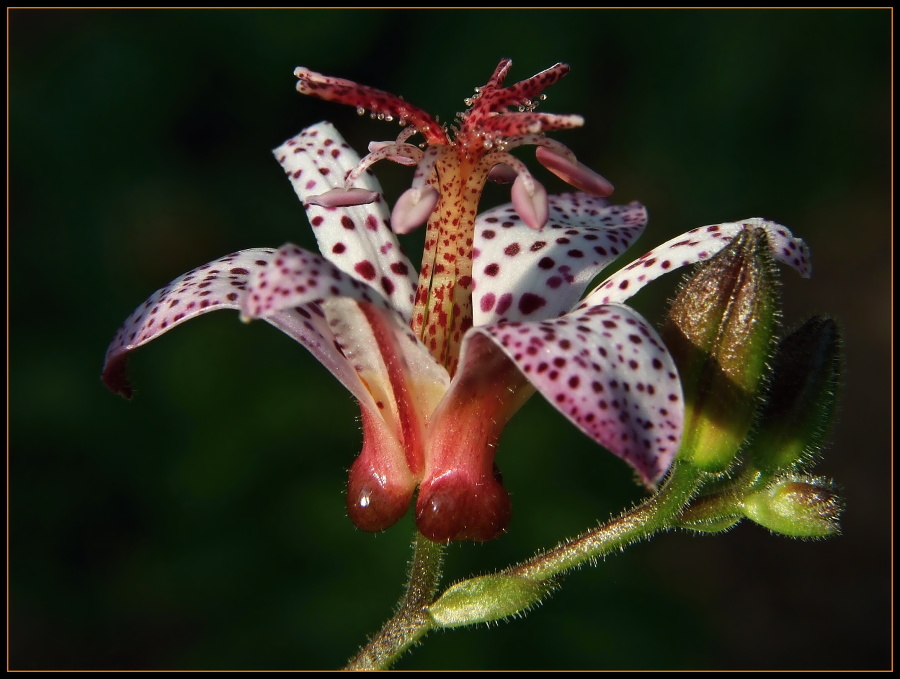 Šperky jesene 2 - Tricyrtis formosana
