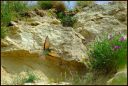Vcelarik zlaty- (Merops apiaster) _.jpg