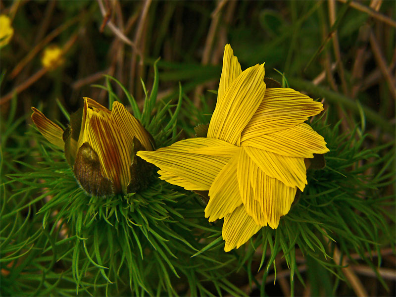 hlaváčik jarný
Adonis vernalis
