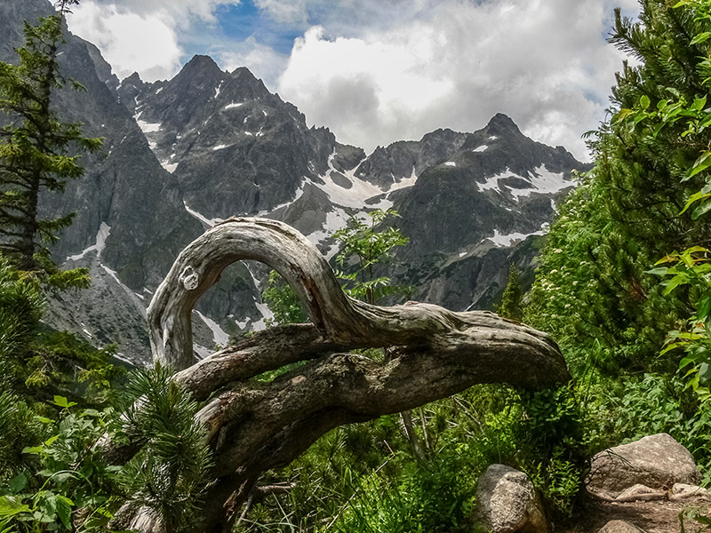 Vysoké Tatry
vedľa chodníka medzi chatou pri Zelenom plese a rázcestím pri Bielom plese
Posledná veža, Pyšný a Malý Pyšný štít, Spišský štít, Baranie sedlo a Baranie Rohy, Čierny štít. V popredí kmeň borovice kosodrevinovej

