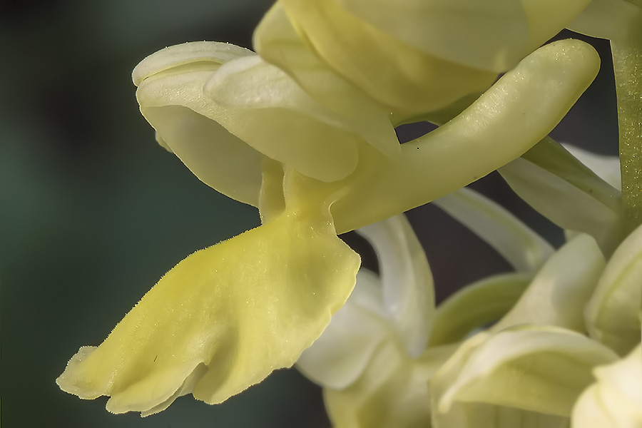 vstavač bledý
orchidej, rástla nad Svätým Jurom pod Malými Karpatmi
