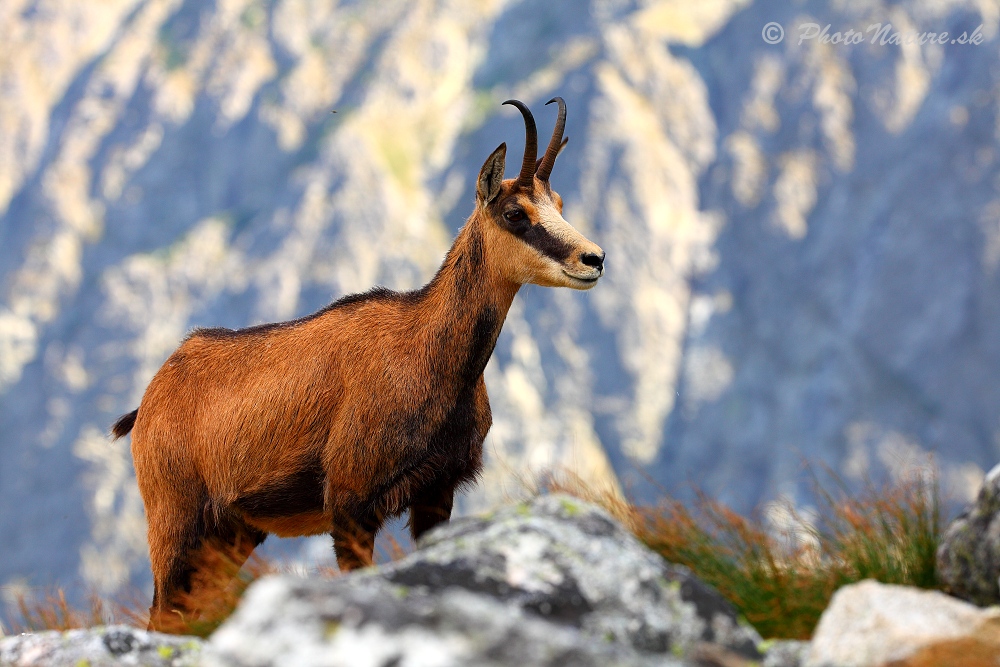 Kamzík vrchovský tatranský (Rupicapra rupicapra tatrica)
Kľúčové slová: Tatry,;kamzík