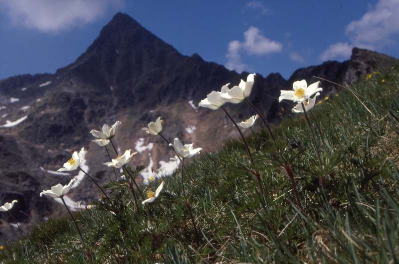 Vysoké Tatry - Kvety a hory (1)
