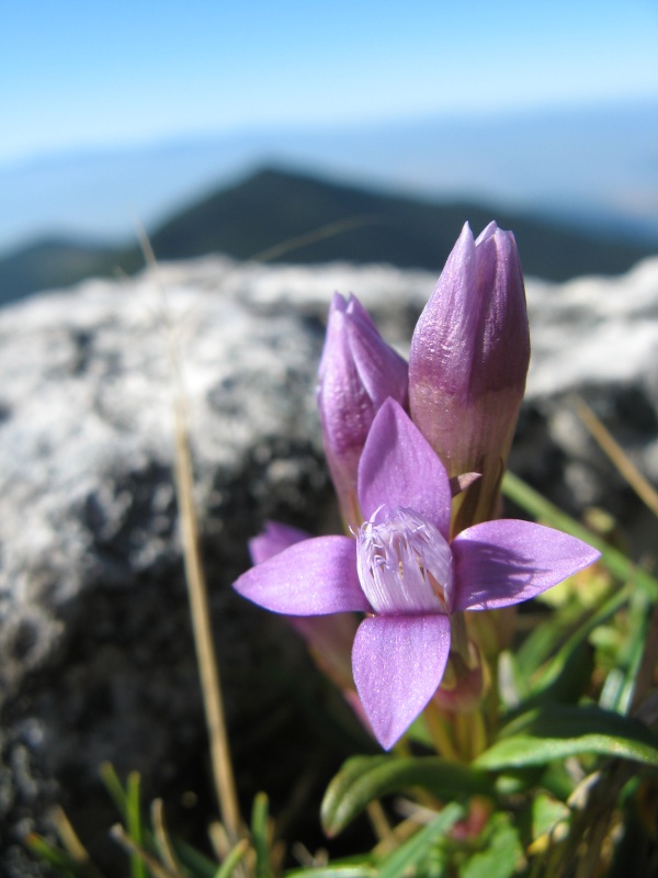 Západné Tatry - Kvety a hory
