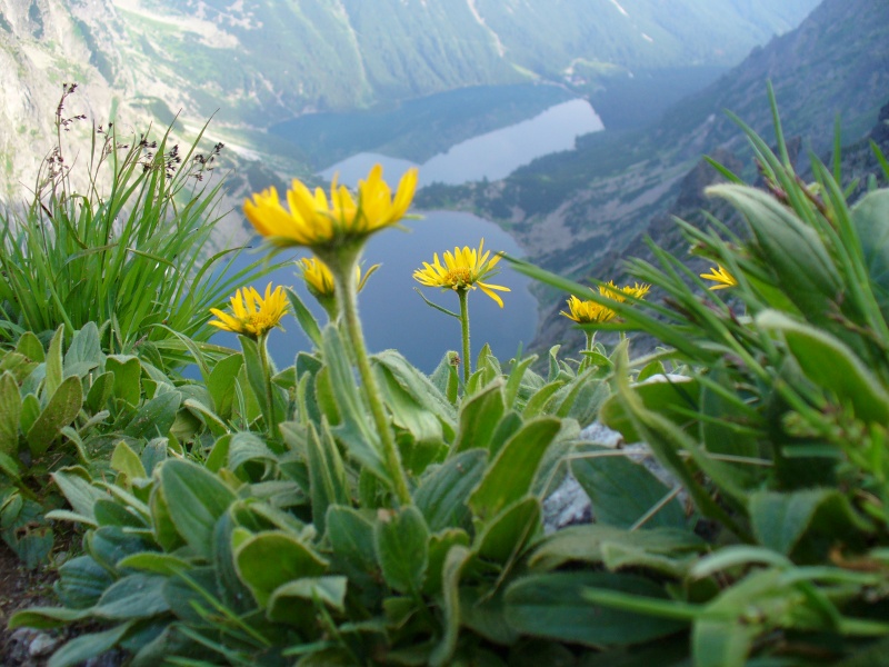 Vysoké Tatry - Kvety a plesá (2)
