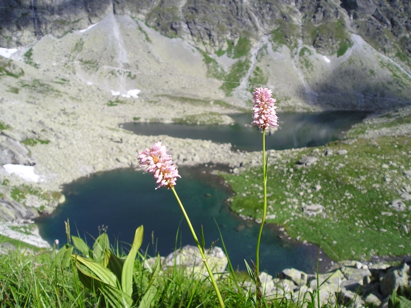 Vysoké Tatry - Kvety a plesá (3)
