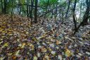 jesen_v_lese.jpg