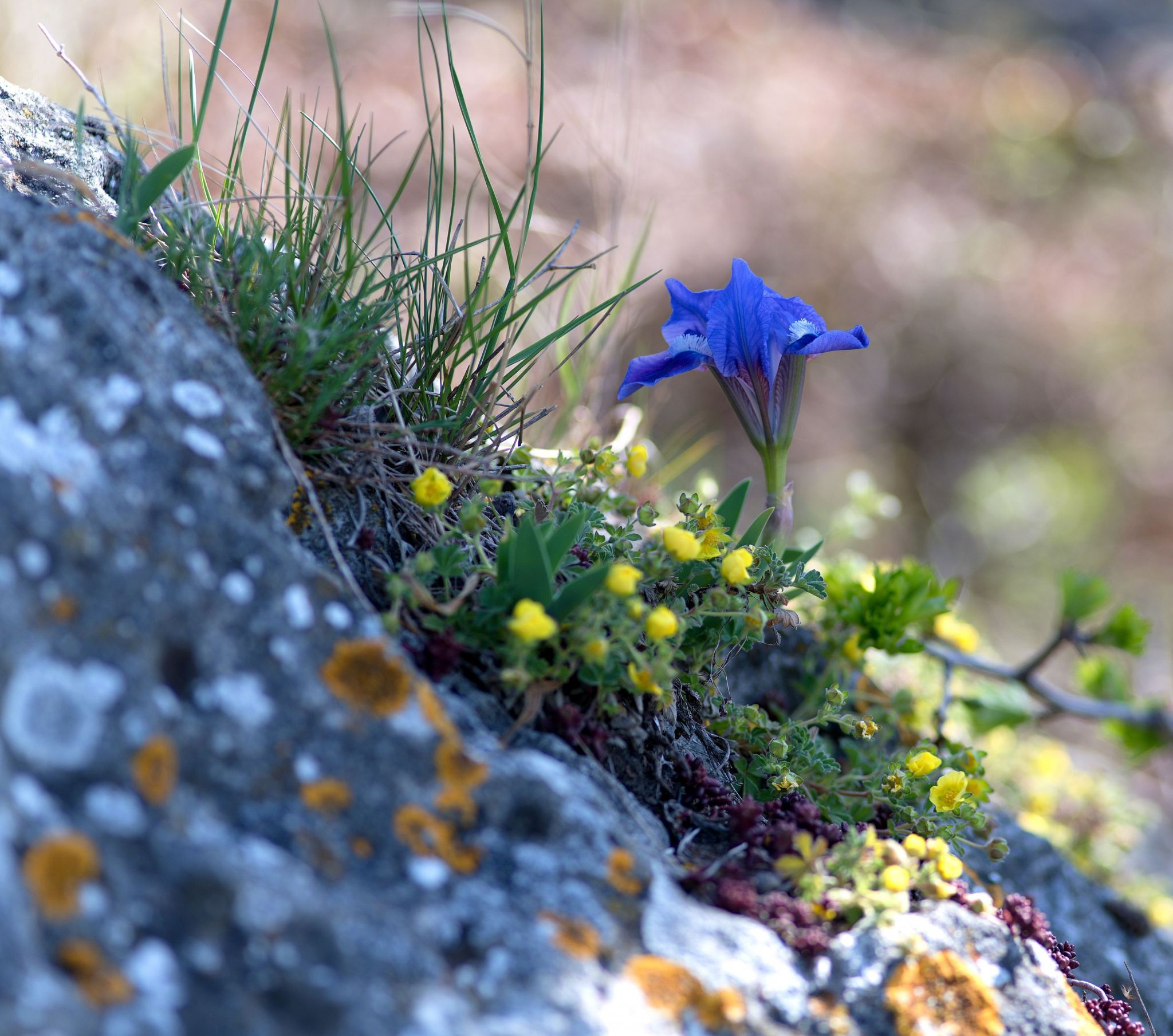 Iris pumilla
