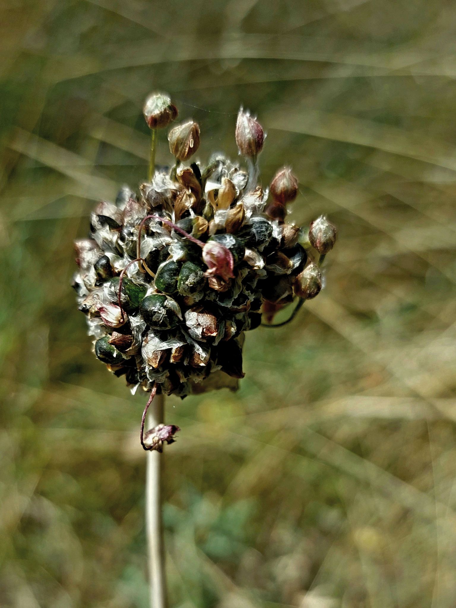 Allium scorodoprasum
