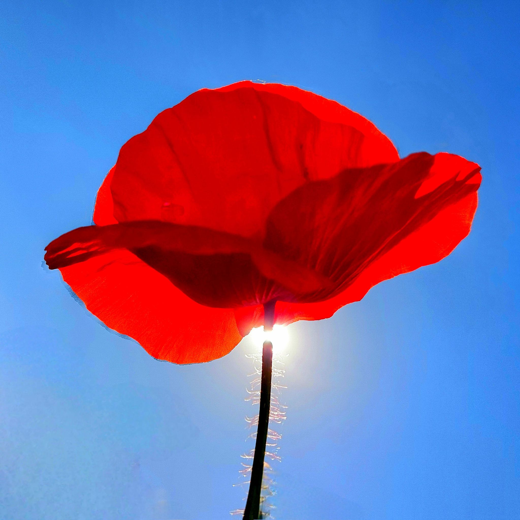 Papaver_rhoeas_30x30.jpg