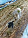 Galanthus_nivalis~0.jpg