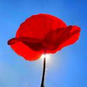 Papaver_rhoeas_30x30.jpg