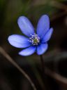 Hepatica.jpg