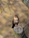 P3080367-Enhanced-NR.jpg
