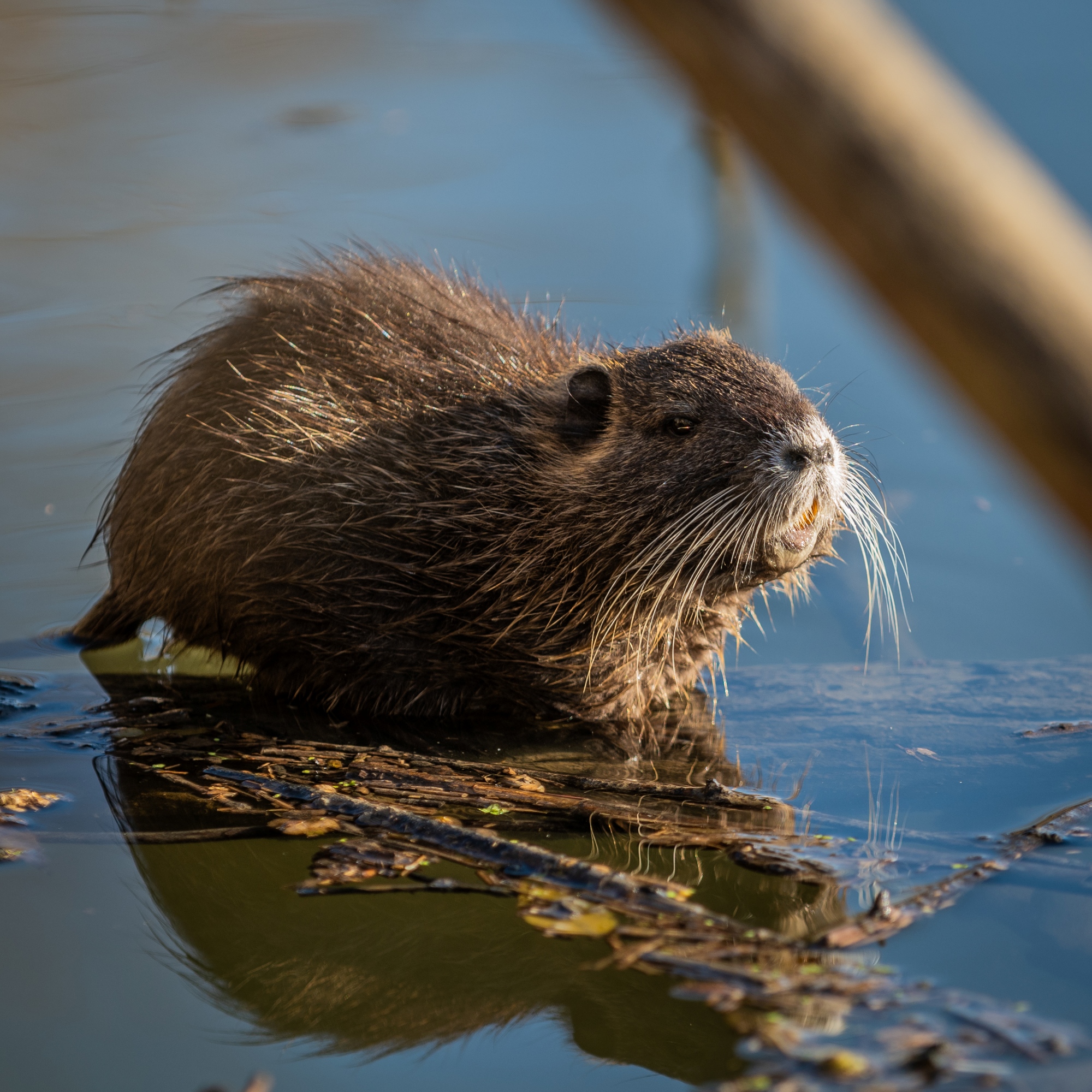 Nutria
