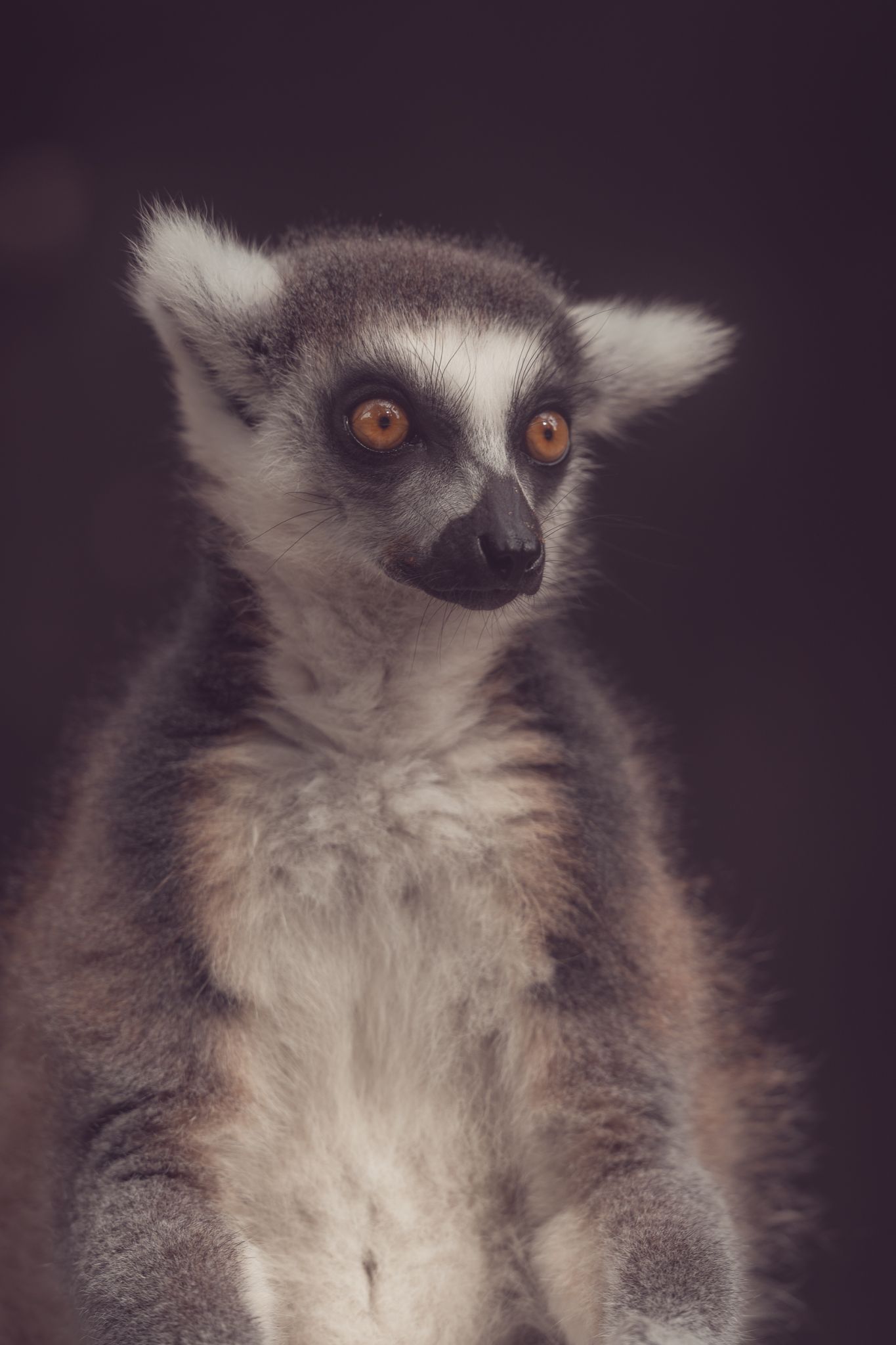 Lemur
