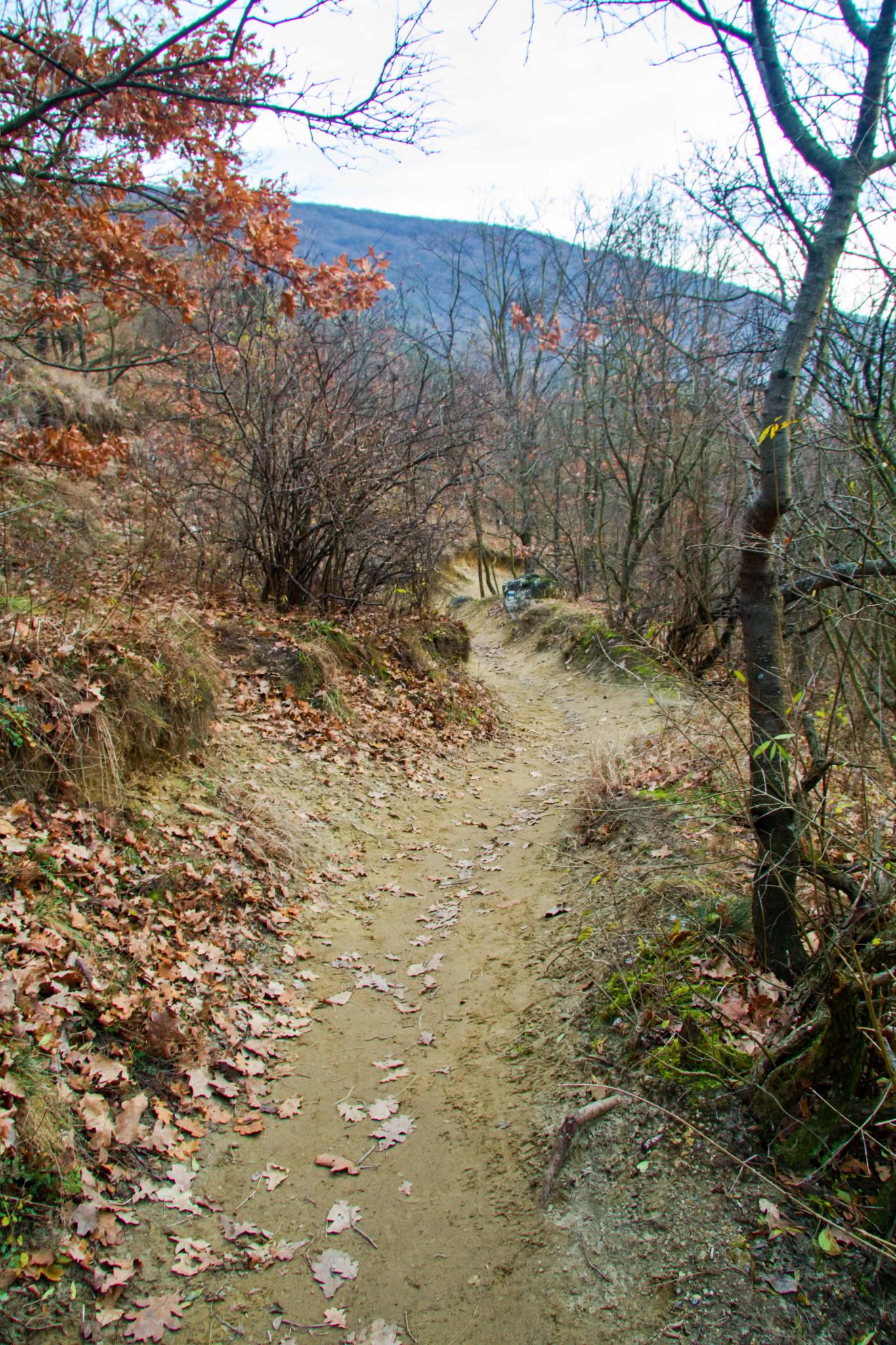 IMG_0038.jpg