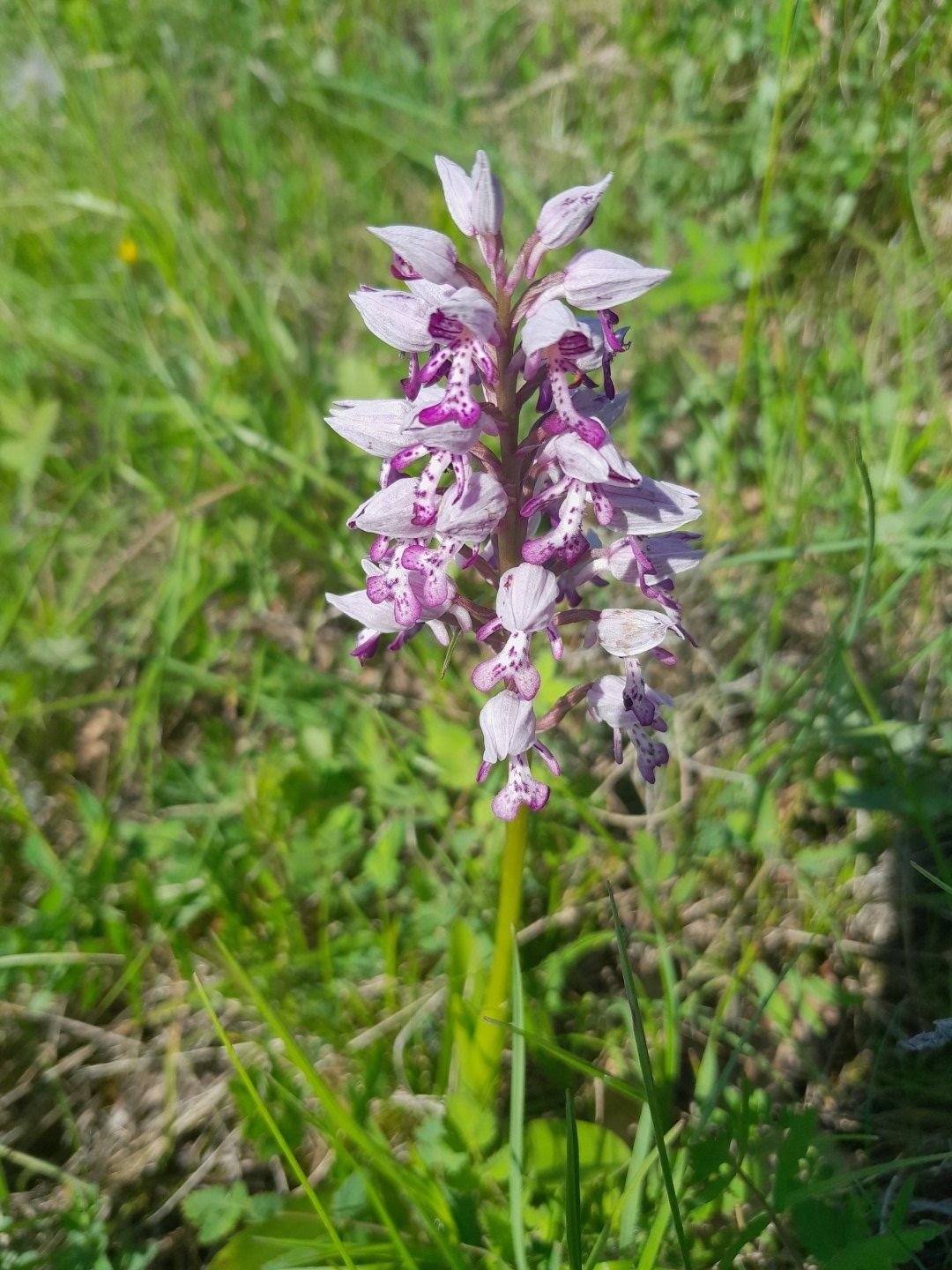 Orchidea
Orchidea na Sandbergu
Kľúčové slová: Orchidea kvet