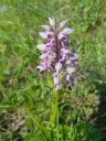 Orchid.jpg